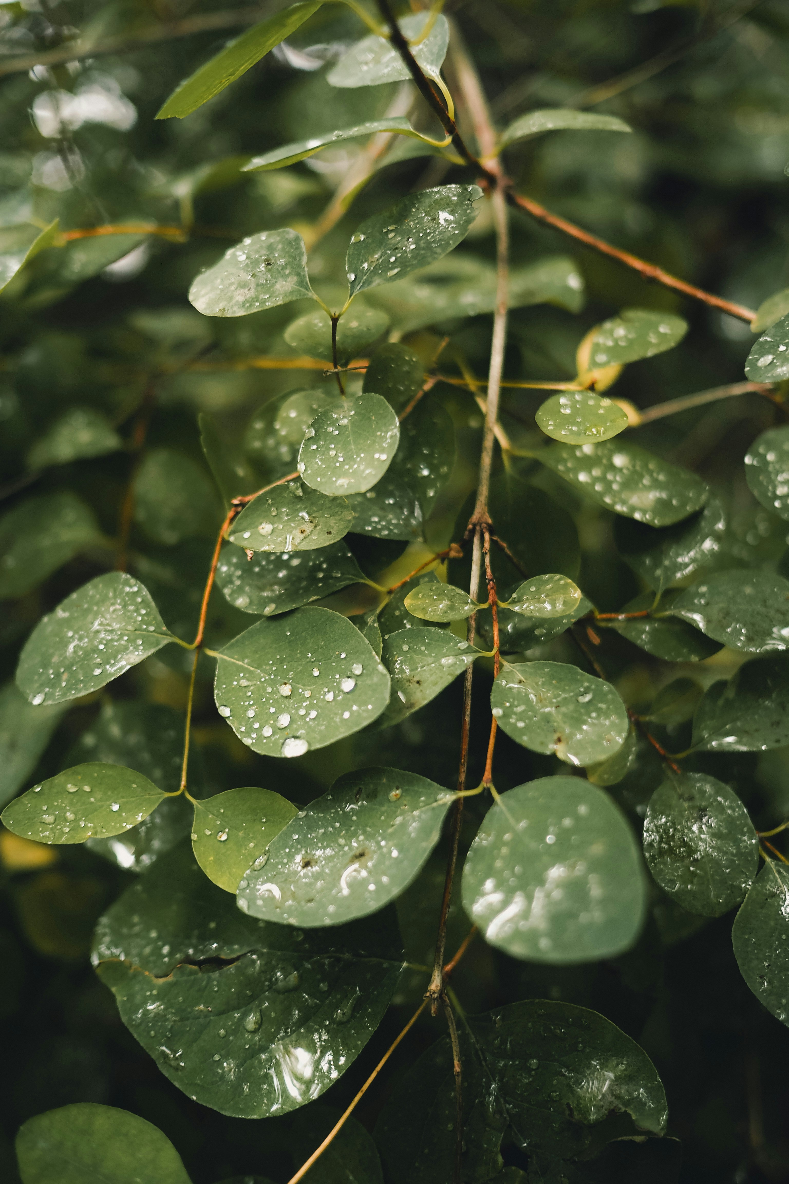 Rain-dappled green leaves, calm and reflective