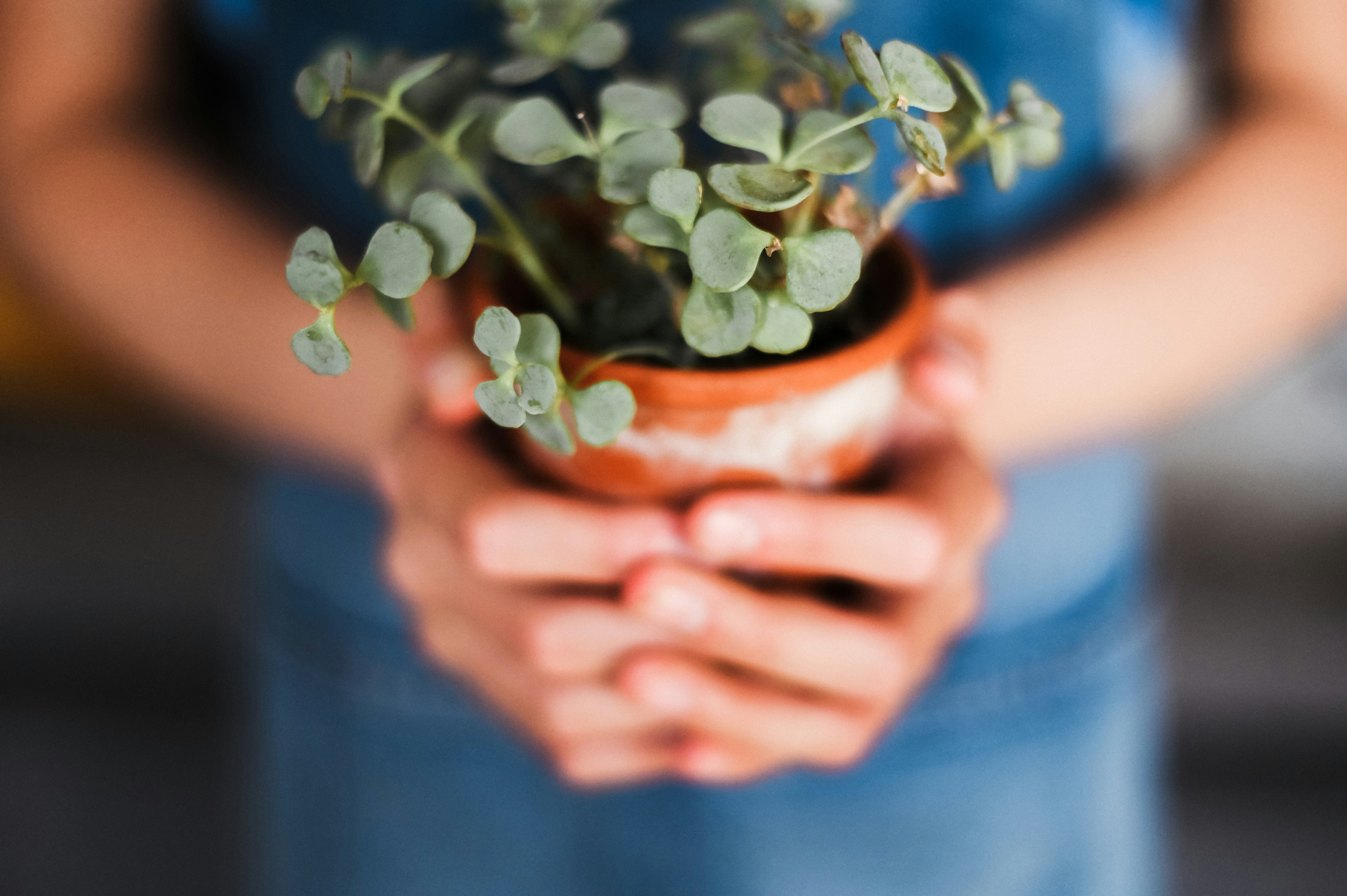 Hands holding a small potted plant